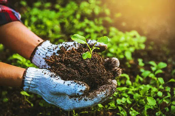 Natural Fertilizers